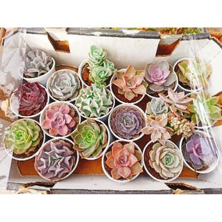 Combo 10 sen size trung 10 loại
