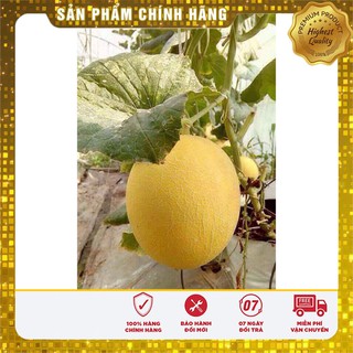Hạt giống Dưa Lưới Vàng 10 Hạt