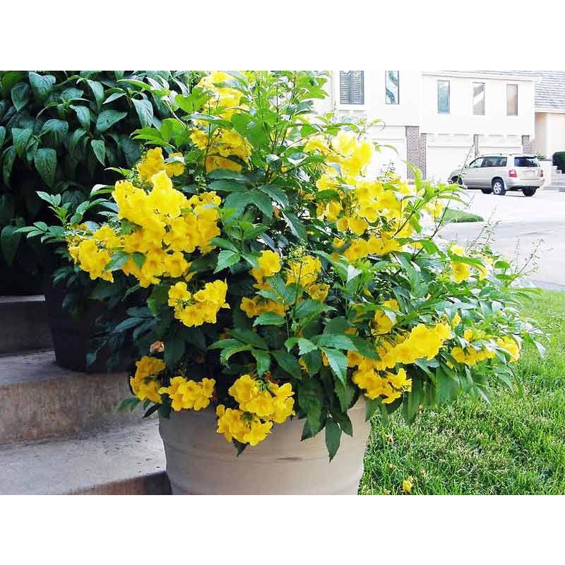 Hạt giống cây hoa chuông vàng - Gói 10 hạt