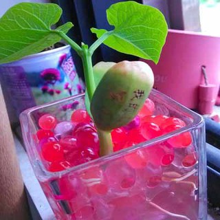 (HB)-hạt đâu thần kì