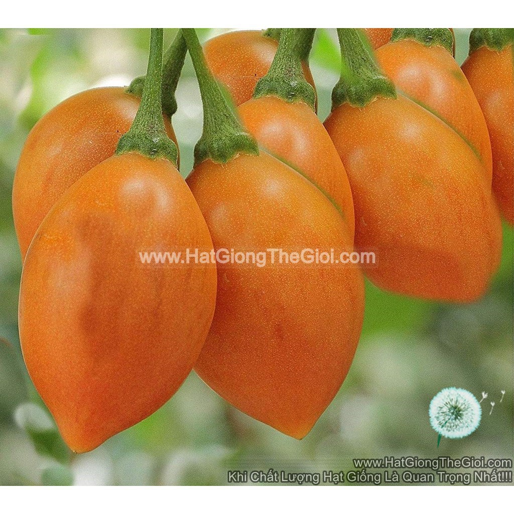 cây cây 4h Hạt Giống Cà Chua Thân Gỗ Tamarillo - Vàng (Cyphomandra betacea) NNF1  - Cây Giống Nhập Khẩu  - Cây Giống Nhậ