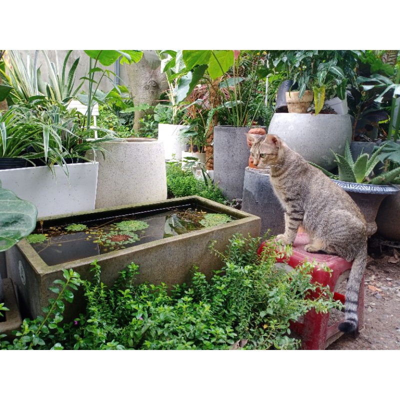 Chậu xi măng đá mài chữ nhật 80x30x30cm, chậu đá mài trồng cây