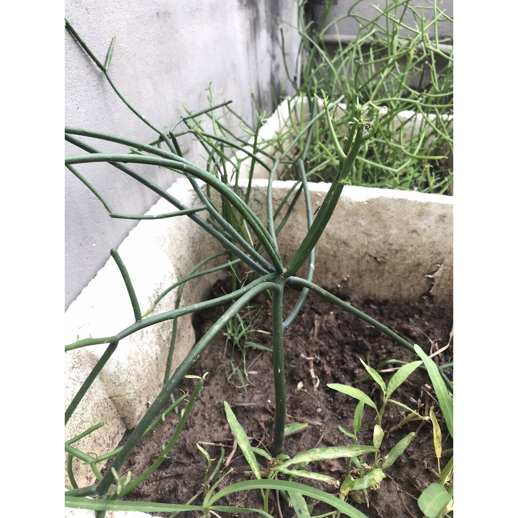 Cây giao - Cây xương cá