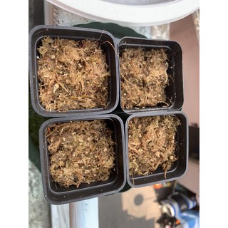 Mầm cây bắt mồi bèo đất gọng vó burmanii