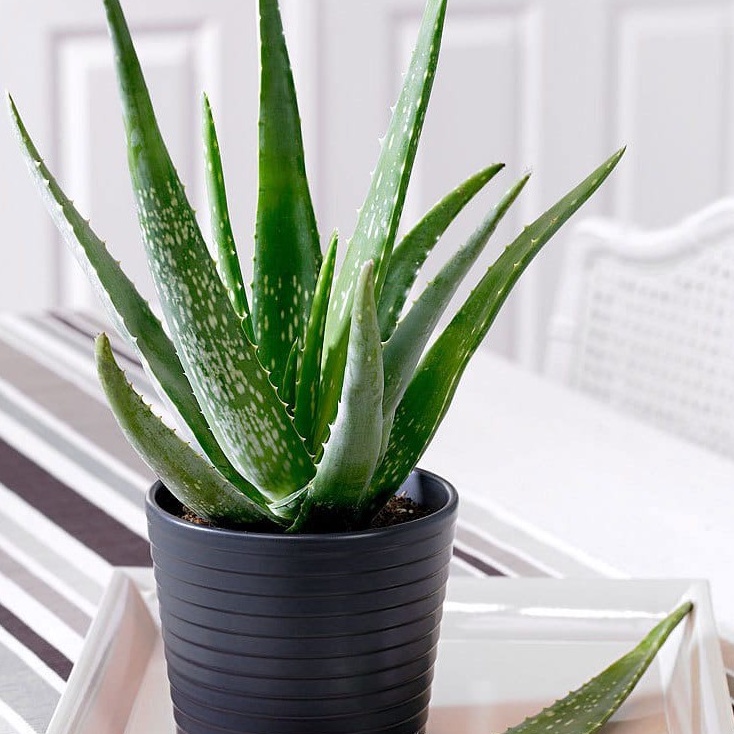 Cây nha đam lùn kích thước 20-30 cm