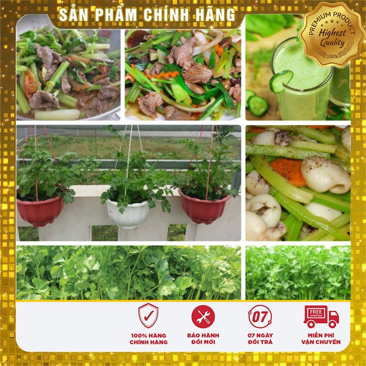 Hạt giống rau cần tây chịu nhiệt - 5 gr