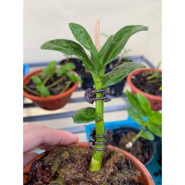 Hoa phong lan mua 3 🎁 thêm 1 kie