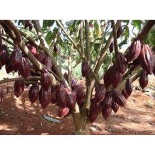 BỘT CA CAO NGUYÊN CHẤT 100%