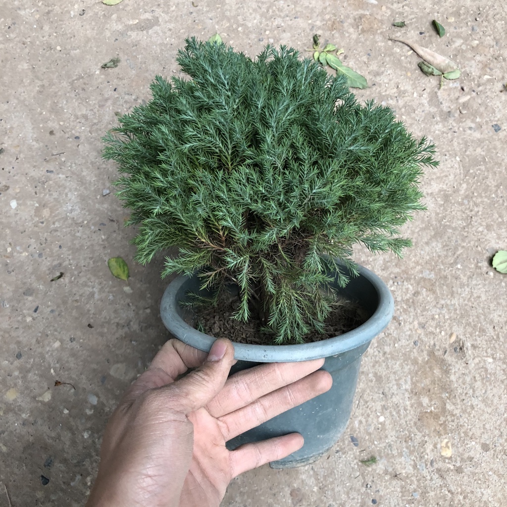 Cây tùng - cây tùng bồng lai đường kính tán 15cm có mùi hương dễ chịu tán tròn bắt mắt