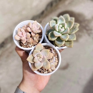 Sen đá - đá tuyết giống mới bầu nhỏ 4-6cm cây ép form già màu