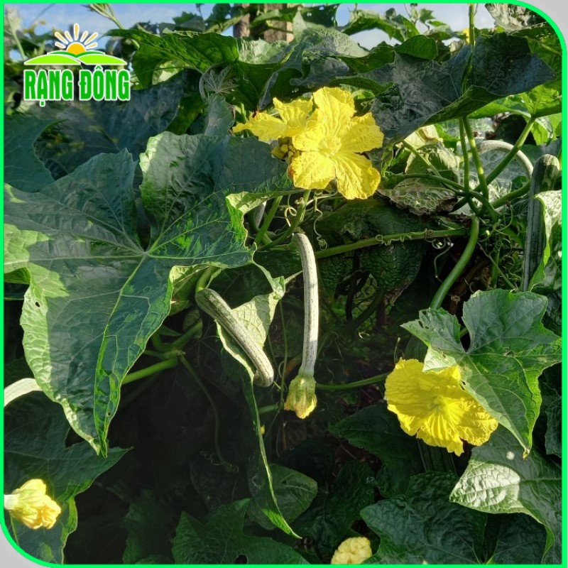 Hạt giống Mướp Siêu Nụ dễ chăm sóc, nụ cứng, dễ vận chuyển, trồng quanh năm (gói 1gr) - Hạt giống Rạng Đông