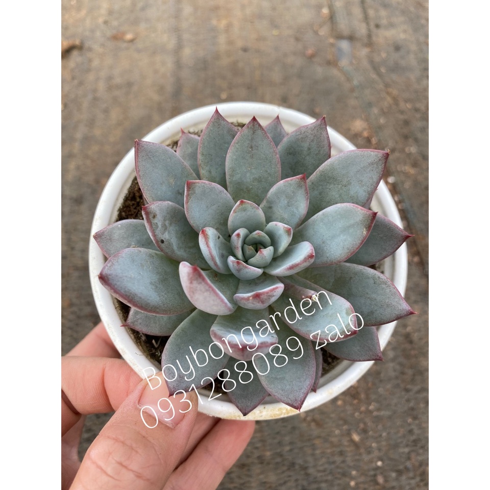 ⚡ [Ảnh thật] ❤ [FreeShip]
