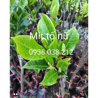 CÂY MÍT TỐ NỮ ( HÀNG ĐẸP )