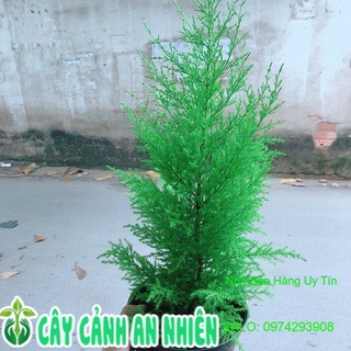 Chậu Tùng Thơm