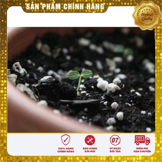 Hạt giống cây KiWi