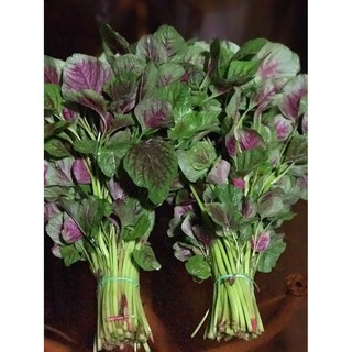Hạt Giống Rau Dền Đỏ HNX 50gr