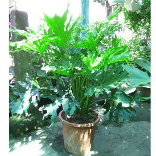 Trầu Bà Thanh Xuân cây lớn