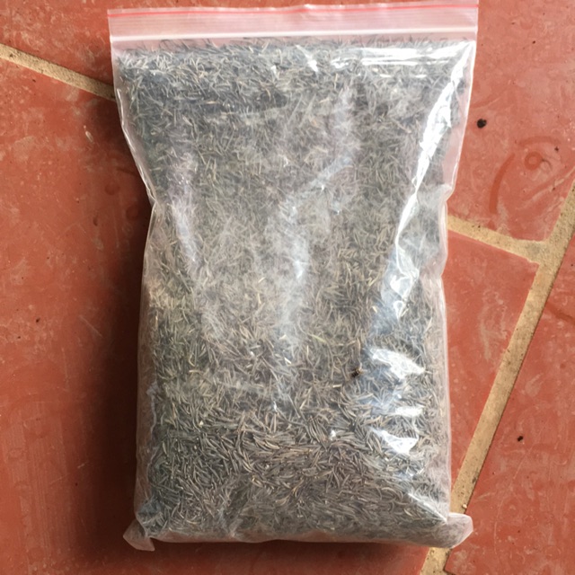 Hạt hoa Sao nhái các màu đỏ, cam, vàng, trắng, hồng, tím