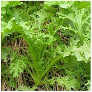 Hạt giống cải đuôi phụng Rado133 RD gói 20gr