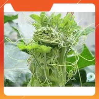 Hạt giống bí siêu ngọn thân mập gói 20 gram