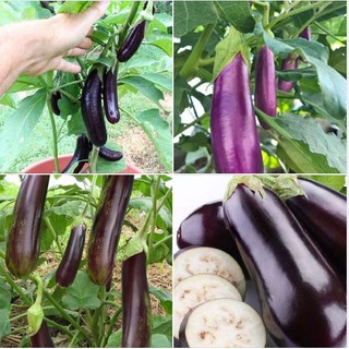 Hạt giống cà tím quả dài F1 - 1 gói 2gram