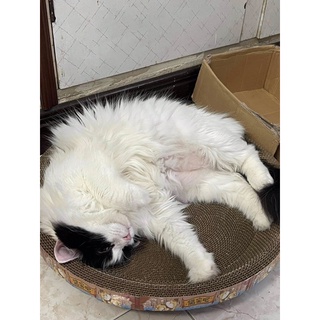 Ổ NẰM CÀO MÓNG CHO MÈO ĐA CÔNG DỤNG