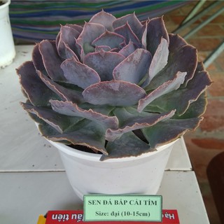 Sen đá bắp cải tím - size đại (10-15cm)