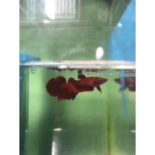 BETTA SUPER RED ( 1 cặp trống & mái )