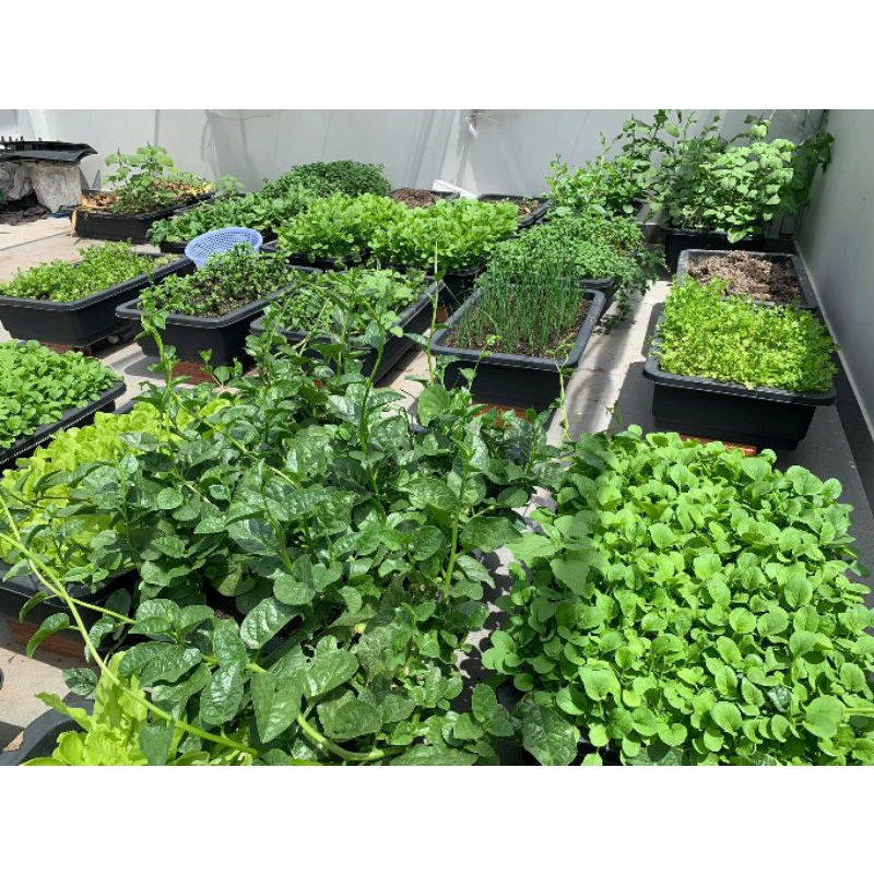 500gr mật rỉ đường dùng ủ phân hữu cơ tại nhà, nuôi vi sinh.