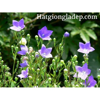 Hạt Giống Hoa Cát Cánh