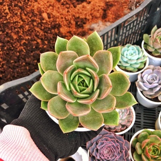 Đế vương xám sz trung