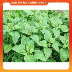 HẠT GIỐN DỀN XANH CAO SẢN GÓI 20 GRAM