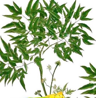 Gối lá đinh lăng cho bé 