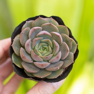 Sen đá hoa hồng nâu 5-7cm - Vườn sen đá