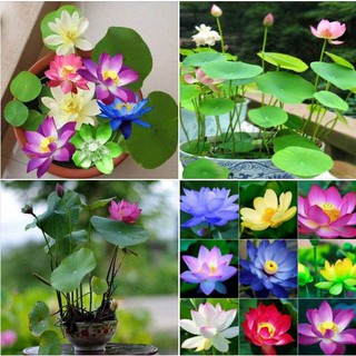 10 Hạt giống sen mini Nhật nhiều màu