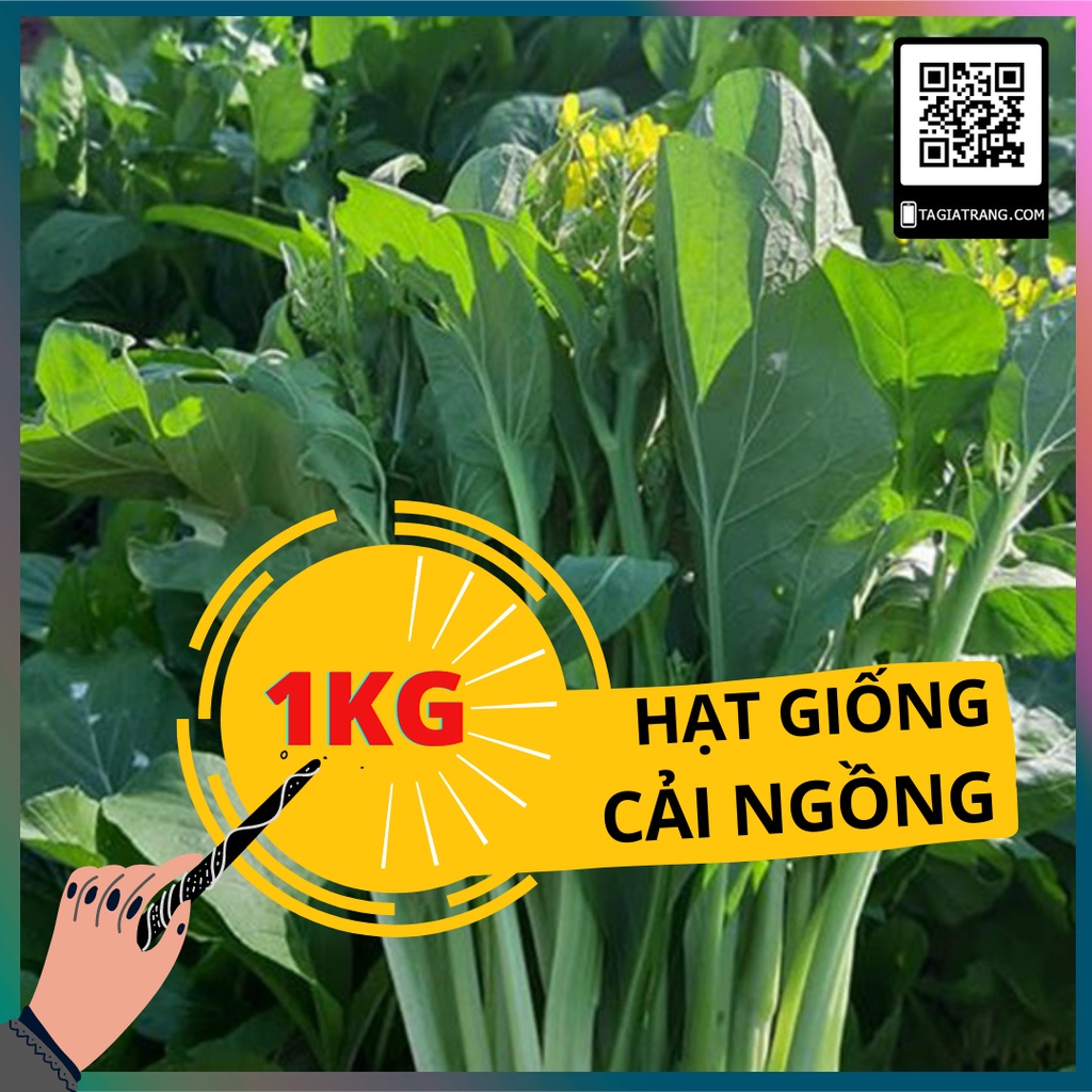 1Kg Hạt giống cải ngồng