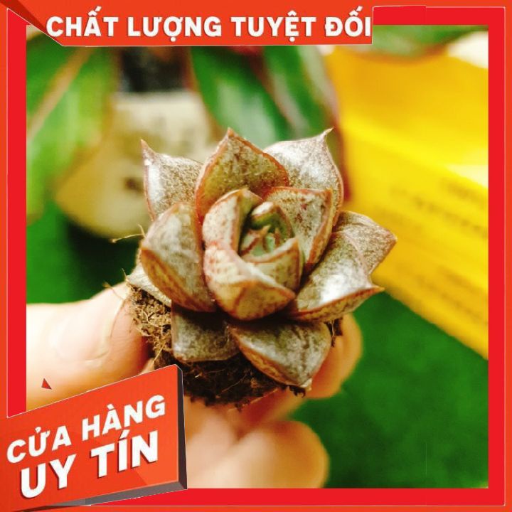 Sen đá hoa hồng đen size vỉ mini ❌ FREE SHIP ❌  Xuất xứ Đà Lạt, đã thuần khí hậu