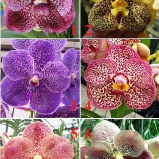 Vanda đôi thanh lý hơi lỗi lá