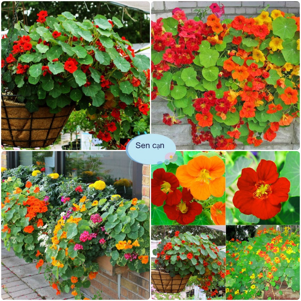Hạt Giống Hoa Sen Cạn (tặng kèm phân)