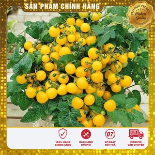 COMBO 12 GÓI HẠT GIỐNG TÍ HON CỰC KUTE