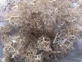 LŨA XƯƠNG CHÙM- 100gr  ĐÃ XỬ LÝ DÙNG LÀM TÁN BONSAI - BỐ CỤC RỪNG, CÂY TỰ NHIÊN NHƯ THẬT