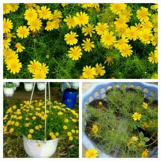 Cúc sao băng bầu 2 cây đang nụ như hình 2