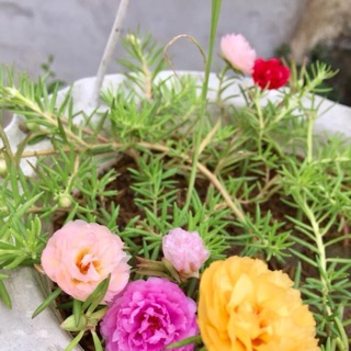 Hoa sam và mười giờ