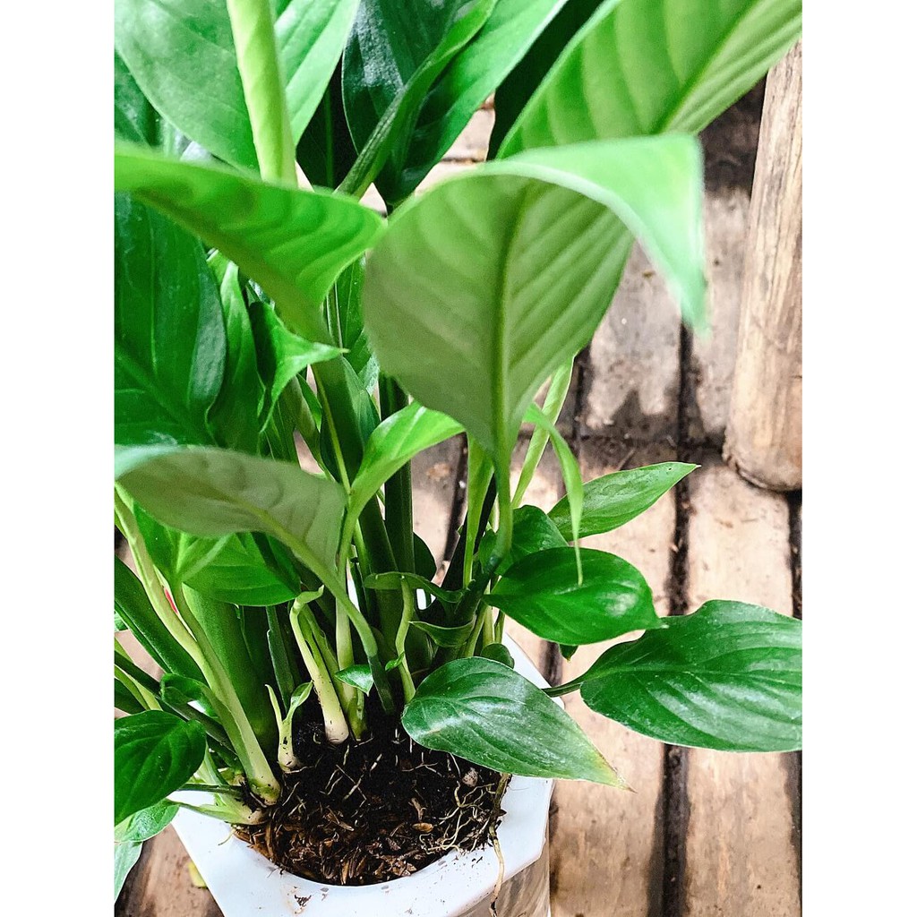 Cây Spathiphyllum wallisii Peace (Lan Ý, Huệ Hoà Bình) chậu thủy sinh 2 lớp