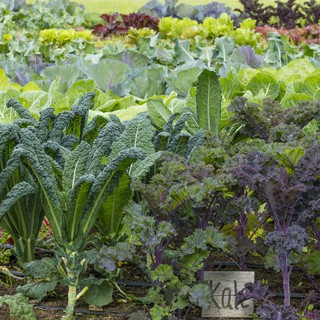 HẠT GIỐNG CẢI KALE MIX 200 HẠT