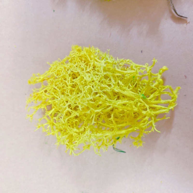 Rêu tuần lộc-Reindeer moss Decoration làm đồ handmade, trang trí resin