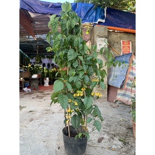 Cây Lan Hoàng Dương ( cây chuỗi Ngọc) size to