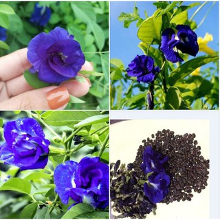 Hạt giống hoa đậu biếc hoa cánh kép - 1 gói 20 hạt