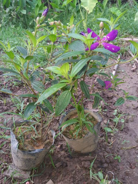 Mua úc  cây sắp hoa