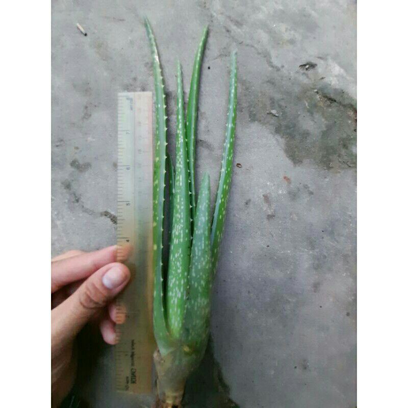 Giống nha đam mỹ bẹ to